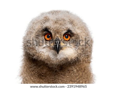 Head shot of a One month,  Eurasian Eagle-Owl chick, Bubo bubo, isolated on white