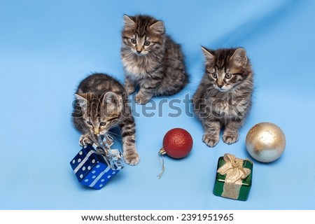funny kittens with Christmas toys, several cute British kittens playing on a blue background, funny kittens with Christmas toys, several cute British kittens playing on a blue background, funny kitten