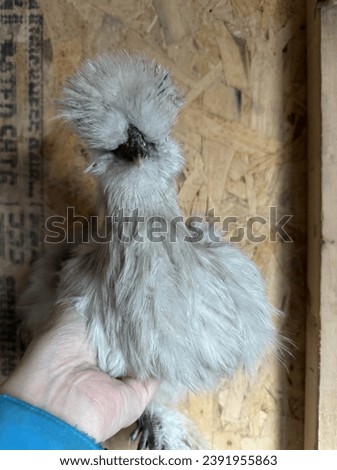 Beautiful Lavender Silkie Hen Chicken Royalty-Free Stock Photo #2391955863