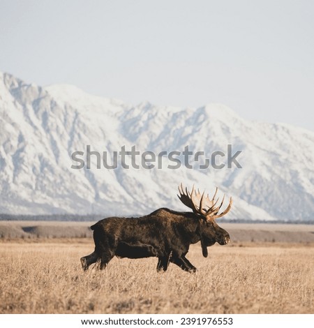 Alaskan moose are impressively large, with males weighing up to 1,500 pounds. Their antlers can span over six feet! Royalty-Free Stock Photo #2391976553