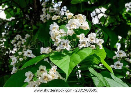 Large branches with decorative white flowers and green leaves of Catalpa bignonioides plant commonly known as southern catalpa, cigartree or Indian bean tree in a sunny summer day Royalty-Free Stock Photo #2391980595