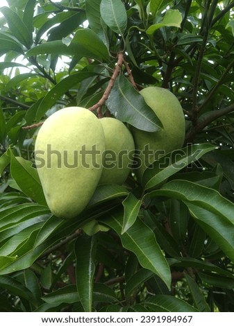 Sweet fragrant mangoes ready to be harvested