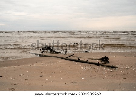 In nature's embrace: downed trees harmonize with the sea's tranquility, painting a serene picture along the resilient shore. Kolkasrags, Latvija, Latvia EU