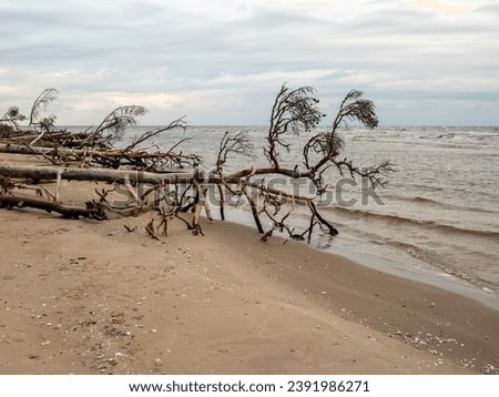 A picture of resilience: downed trees align the shore, merging with the sea's calmness in a post-storm serenity. Kolkasrags, Latvija, Latvia EU