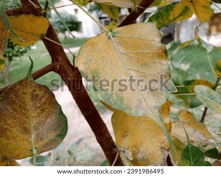 Plant  Leaf picture taken in winter season