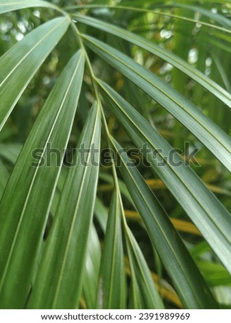 abstract texture of fresh green leaves
