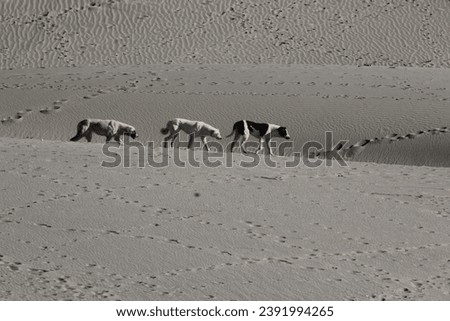 Dogs Crossing the desert Landscape