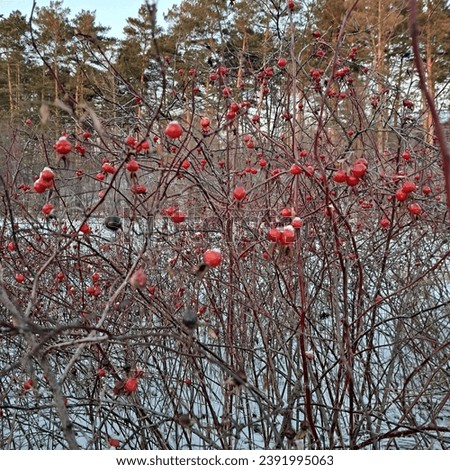 red wild berries on bushes natural winter day landscape photo image 
