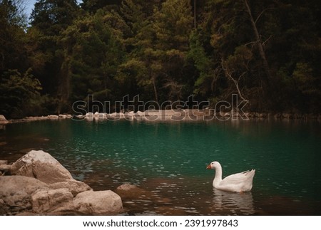 White beautiful geese on a lake in Turkey, travel, nature background picture