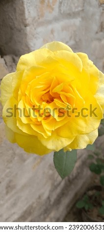 A single yellow rose picture