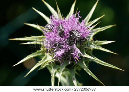 Group of white spotted rose beetles on milk thistle bloom                 Royalty-Free Stock Photo #2392006989