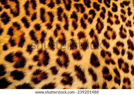 Real jaguar skin 