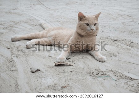 Picture present about cat on the island in PP Island. 