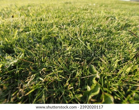 close low angle green meadow grass useful as a background