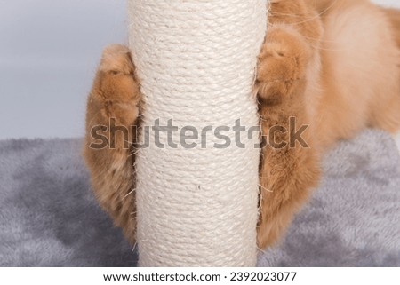 Red cat sharpens its claws on the scratching post Royalty-Free Stock Photo #2392023077