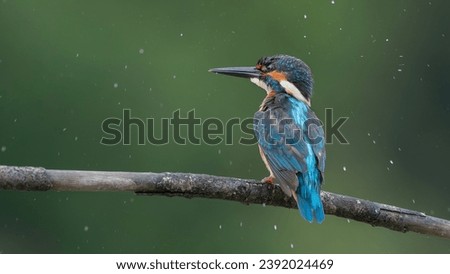 Common Kingfisher (Alcedo atthis) perched on a branch in its natural habitat during a light rain