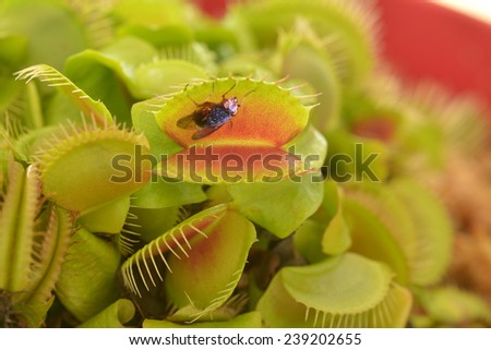 Venus fly trap (Carnivorous plant), seconds before it eats a fly.It's a carnivorous plant native to subtropical wetlands on the East Coast of the United States in North Carolina and South Carolina.