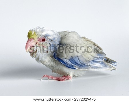 New born Forpus parrot bird on the white background