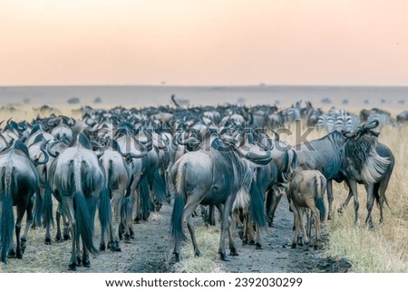 Wildebeest Migration in Masai Mara Kenya Africa Royalty-Free Stock Photo #2392030299