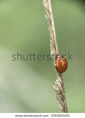 Macro view of a small orange ladybug on a green leaf with blurry background