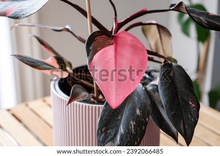 Philodendron Pink Princess. House plant. Pink Plant. Royalty-Free Stock Photo #2392066485