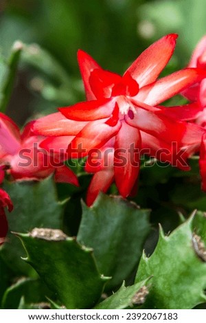 Christmas cactus with this focused and detailed stock photo collection. Each image captures the intricate details of these festive plants, allowing you to emphasize the beauty of the season 