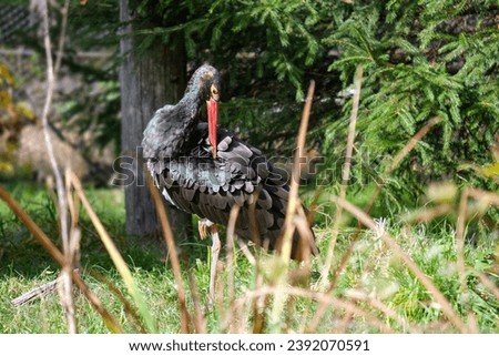 black stork is cleaning feathers, sunlit black stork, Ciconia nigra