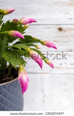 Christmas cactus images. These heartwarming photos showcase the cactus in intimate settings, creating a sense of comfort and joy for your festive design projects.