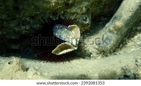 Seashell of bivalve mollusc Blue mussel or Common mussel (Mytilus edulis) undersea, Aegean Sea, Greece, Halkidiki Royalty-Free Stock Photo #2392081353