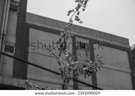 black and white of trees and leaves that have dried due to the hot weather with an apartment building in the background
