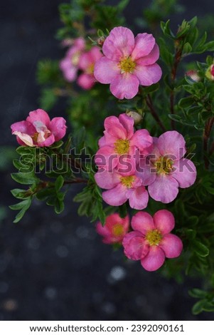 Small pink Potentilla flowers on a green bush. Rosaceae. Royalty-Free Stock Photo #2392090161