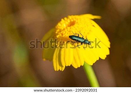 Malachius bipustulatus, the malachite beetle, is a species of soft-winged flower beetles belonging to the family Melyridae subfamily