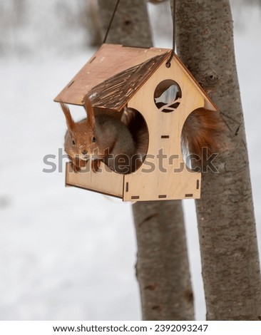 Red squirrel in the winter forest.