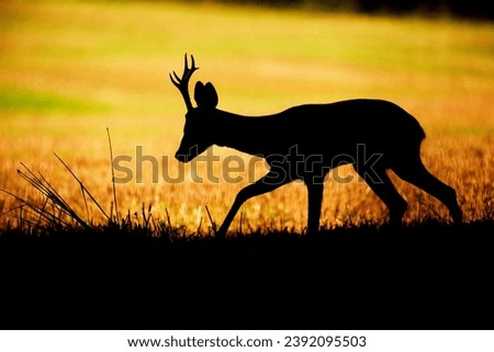  European roe deer (Capreolus capreolus) Royalty-Free Stock Photo #2392095503