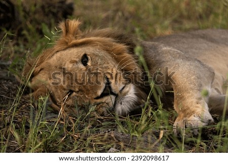 Lions in African National parks (Namibia, Botswana, Zambia, Zimbabwe, South Africa)