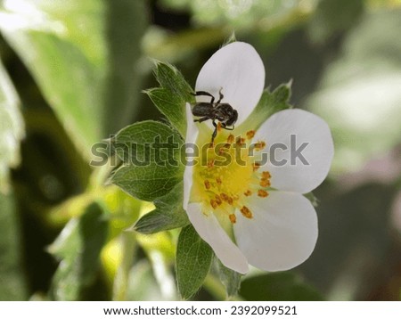 freshly bloom strawberry flowers under the warm sunlight attract dwarf honey bee