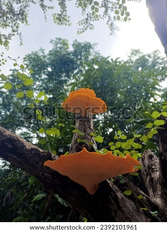Very beautiful orange mushroom picture 