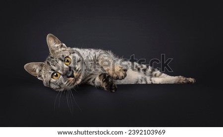 F4 Savannah cat laying down side ways. Looking straight to camera. isolated on a black background.