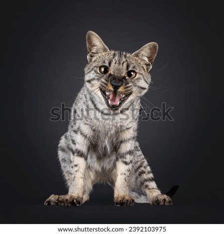 F4 Savannah cat sitting up facing front. Looking to camera, mouth wide open meowing. Isolated on a black background.