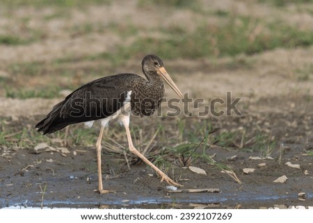 Juvenile black stork walking on lake shore Royalty-Free Stock Photo #2392107269