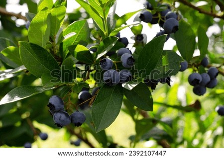 Fresh organic blueberries on a bush. Blueberry garden tasty, useful berry. Vaccinium corymbosum, tall blueberry. Ripe and unripe blueberries on a bush. Blueberry harvest in the garden. Royalty-Free Stock Photo #2392107447