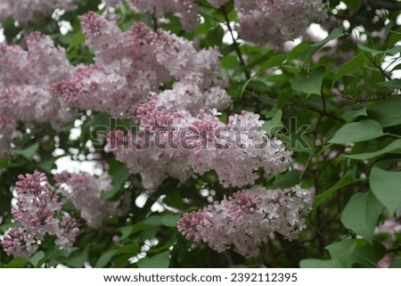 Blooming tender lilac in spring. Stock Photo