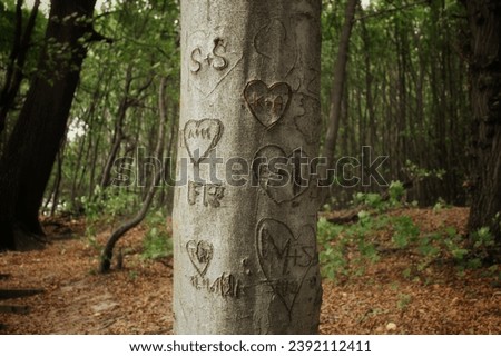 Tree of Love: Hearts and names etched into the bark. Romance vibes and nature's sweet graffiti. 