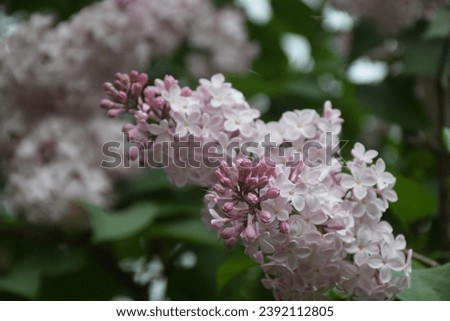 Beautiful lilac plant in the garden. Stock Image