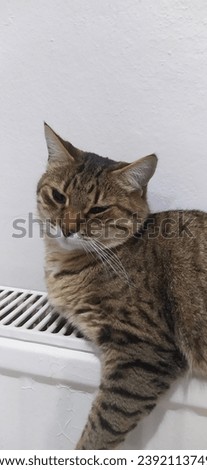 cute gray cat on white honeycomb at home