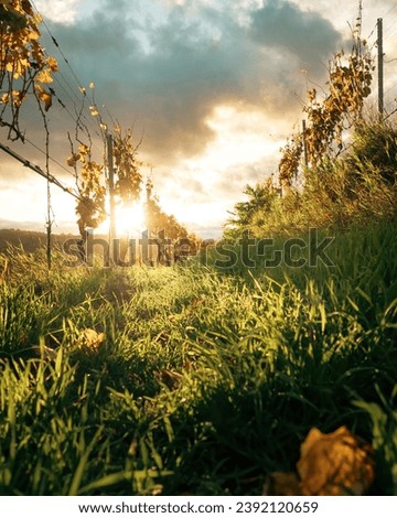 autumn mood in the vineyard