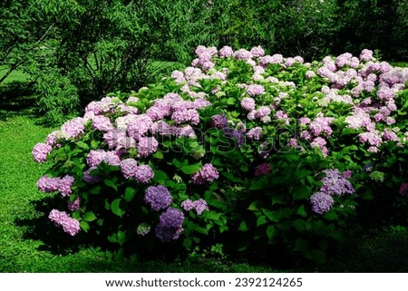 Large vivid magenta pink hydrangea macrophylla or hortensia shrub in full bloom in a flower pot, with fresh green leaves in the background, in a garden in a sunny summer day Royalty-Free Stock Photo #2392124265