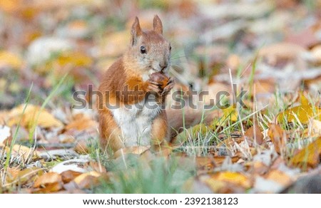 red squirrel with an acorn in its paws