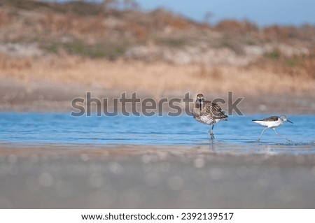 Eurasian curlew (Numenius arquata) stilt bird shallow water wader bird wildlife nature scene. Goksu Delta, Mersin, Turkey.