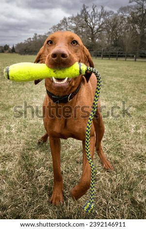Sprizsla dog - cross between a Vizsla and a Springer Spaniel - Tan , portrait style with a toy in her mouth